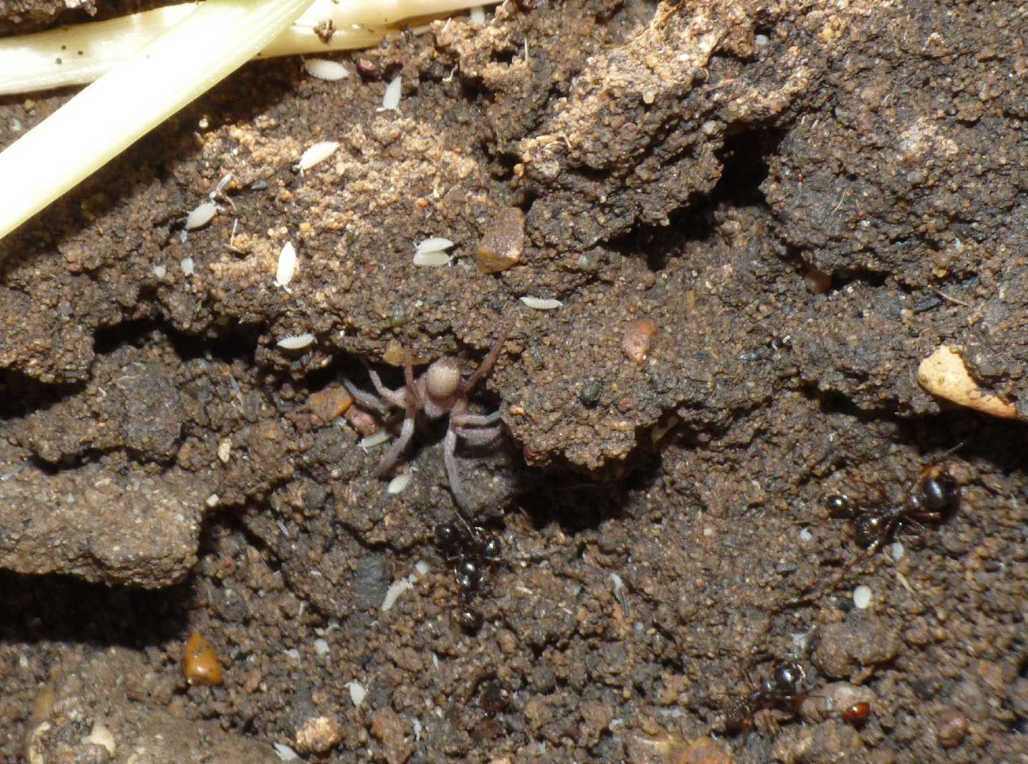 Ragni insieme a formiche Messor ibericus (Anagraphis ochracea)